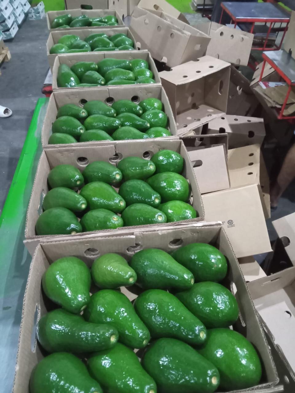 Aguacate