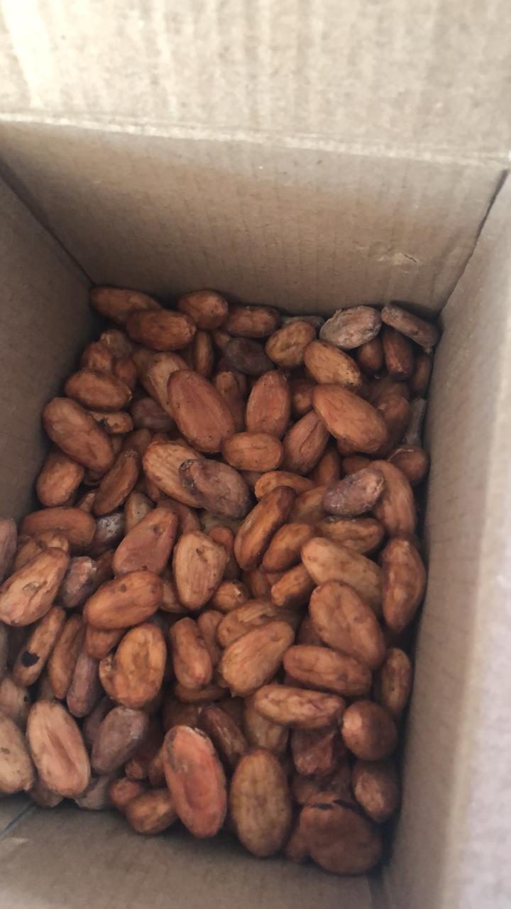 Foto Cacao