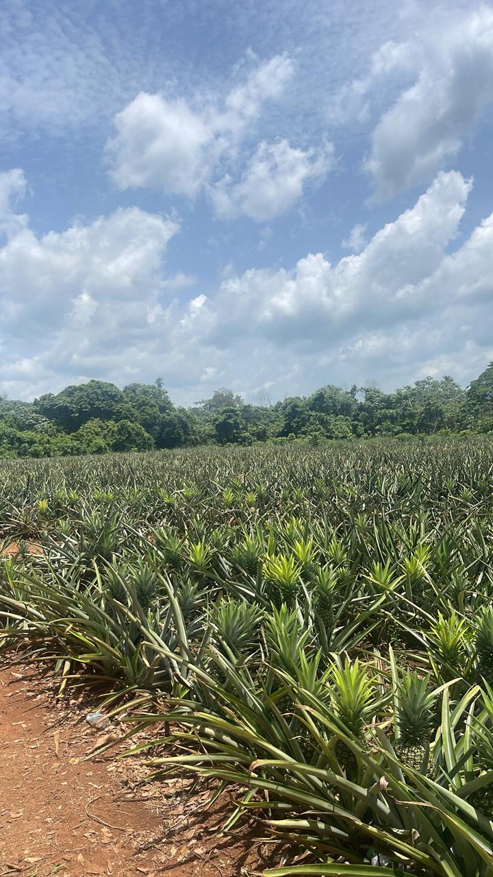 Foto Piña